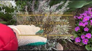 ЛАВАНДА   ОБРЕЗКА, УХОД