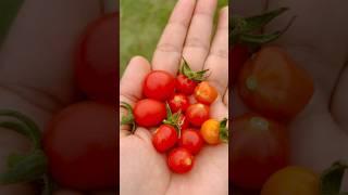 #cherrytomatoes harvest#cutet#homegrown #organic#tiny tomatoes #backyardharvest#usafarming
