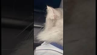Passengers #Cat #Tihon
