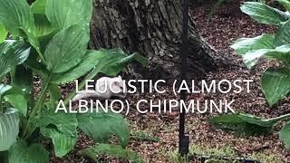 White chipmunk in Worcester