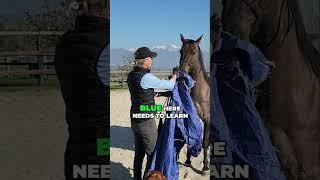 Grooming a Horse with 'Scary' Tools: Blue's Training