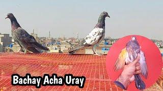 Bachay Acha Uray Sath 3 Kabootar Aye | Hashim Mahmood Pigeons