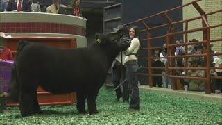 Fort Worth Stock Show & Rodeo Grand Champion steer "Snoop Dog" sells for record $440,000 at auction