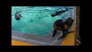 Northern Fur Seals Water Acrobatics - The Marine Mammal Center