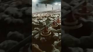 #chicken #poultry #farming #poutry #poultrylove #poultrylife