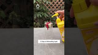 Useful tips for rose #namrose #rose #garden