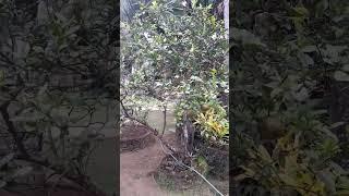 the mandarin//kuya mar tv #nature #ofw #teamgala #goodvibes #viralvideo #fypシ゚viral