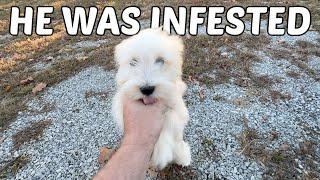 (Emotional Video) This Rescue Puppy Was Infested & This Is What Happened!