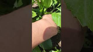 Whats the difference between one tuber and a clump? #garden #dahlias #flowers #gardenflowers