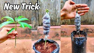 Mango grafting New technique!! In Any Season |Mango stone grafting | how to graft mango tree