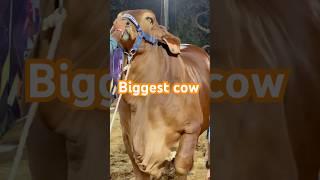 very big cow|| maweshi mandi #cow #bull #cowmandi