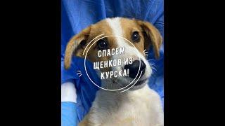 Спасем щенков из Курска