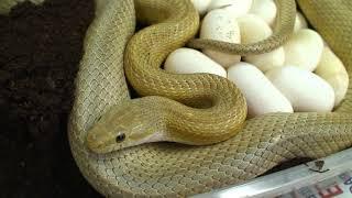 SerpenCo corn snake egg laying season 2008