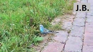 Esceped parrot in Moscow