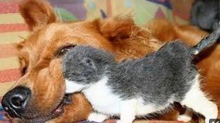 funny cats and animals and kittens videos to keep you smiling  