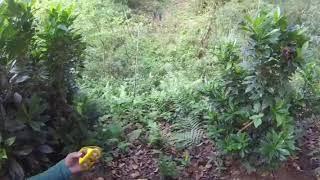 Zip Line at Khadim National Park, Sylhet, Bangladesh