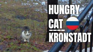 Feeding Hungry Cat in Russia