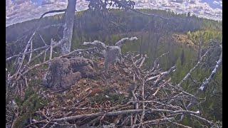 Jūras ērglis  ~ Eagle Kills Baby Hawklet In Nest! WARNING Viewer Discretion Advised Graphic! 5.18.20