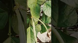 Southern cowpea success #florida #garden #zone10 #plants #veggies #growyourownfood #harvest