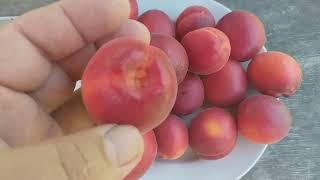 Абрикос сорт Рубиста (apricot Rubista). Невероятно эффектные и товарные плоды