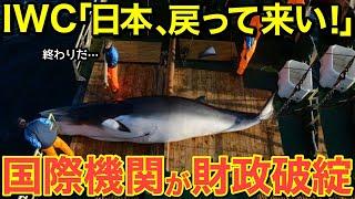 [Overseas Reactions] The International Whaling Commission (IWC), which Japan has withdrawn from, ...