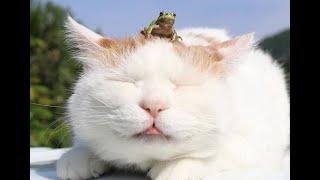  The Princess and the Frog!  Videos of funny cats, kittens and dogs for a good mood! 