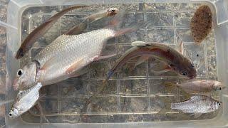 Amazing Found lovely Soly Fish, mystus, pool barb fish, Chitala Fish in Big Lake Canal!