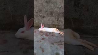 Cute Rabbit laying #viral #short #islamic #viralshort #youtubeshorts