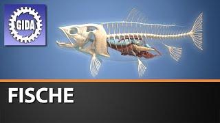 Trailer - Fische - Biologie - Schulfilm - GIDA