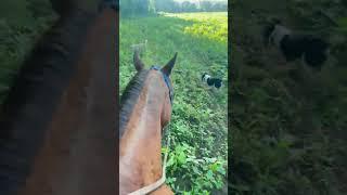 Wise words. Blessed day and everyday . #horselife #horse #eveningride