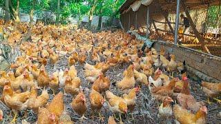 How To Incubate Newly Hatched Chicks Correctly, So They Are Healthy And Grow Well - Chicken Farm