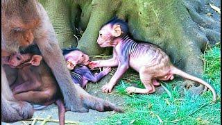 Top Secret feeding baby newborn monkey - HAPPY LIFE | @luckyfun2244