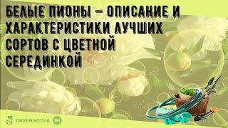 Белые пионы — описание и характеристики лучших сортов с цветной серединкой