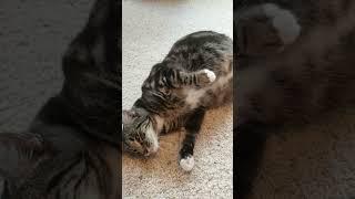 a Catermelon throwback #fosteringsaveslives #adoptdontshop #fostercats #spay_and_neuter