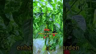 #garden #gardening #gardening101 #gardentips #gardeningtips #gardeninghacks #agriculture #farming