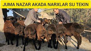 NARXLAR TUSHTI JUMA NAZZAR AKADAN SU TEKIN NARXLAR