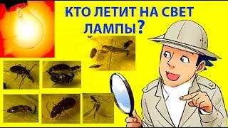 Что за Насекомые Летят на Свет Лампы? Под Микроскопом: Жуки, Клопы, Мухи, Цикадки. #ентомологія