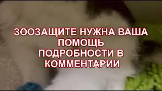 ЗООЗАЩИТЕ НУЖНА ВАША ПОМОЩЬ#котики #помощьживотным