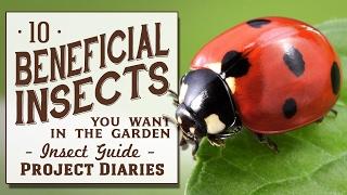  10 Beneficial Insects You Want in the Garden (Insect Guide)