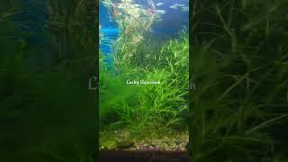 My unique planted tank of small fish #plants #fish #aquarium #shorts
