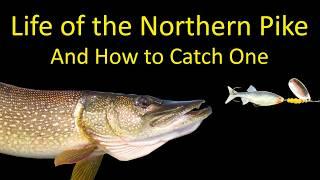 Life of a Northern Pike and How to Fish for Pike