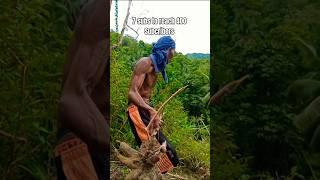 Time to Harvest Cassava to Have Income from It