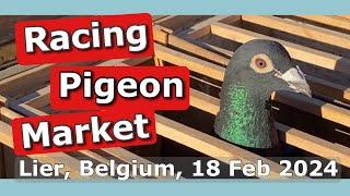 Racing Pigeon Market Lier, Belgium (18 February 2024)