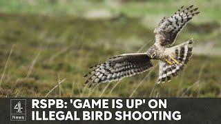 Secret filming uncovers illegal killings of rare birds in England