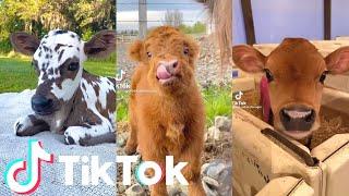 The Cutest and Funniest Cow Tik Toks!  funny and cute cow tik tok compilation | Tik Tok Animals