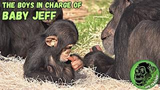 Alpha Male Chimps Looking After Baby Chimp Jeff ! #animals