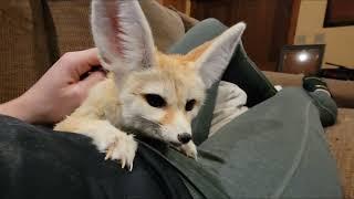 Fennec Fox SnuggleTime 