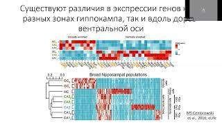 Баль Наталья, к.б.н., "Изменение экспрессии генов в гиппокампе после обучения у грызунов"