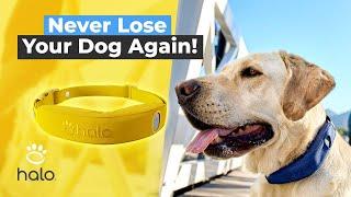 Halo GPS Dog Collar: The Ultimate Pet GPS Tracker  | Woof Wisdom EP #8