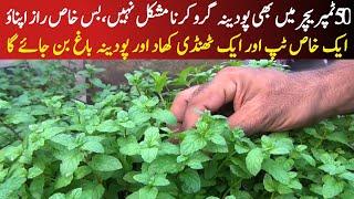How to grow mint in high temperature|cool fertilizer for mint plant|organic